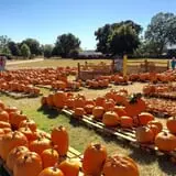 St. Luke's United Methodist Church Pumpkin Patch photo