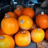St. Luke's United Methodist Church Pumpkin Patch photo