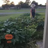 St. Luke's United Methodist Church Pumpkin Patch photo