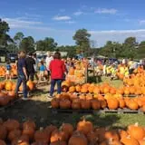 St. Luke's United Methodist Church Pumpkin Patch photo
