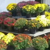 Fischer Farm photo
