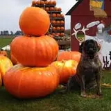 Fischer Farm photo