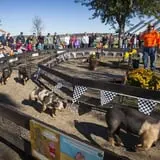 Carolyn's Pumpkin Patch photo
