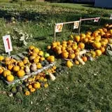 Tom and Zach's Pumpkin Patch photo