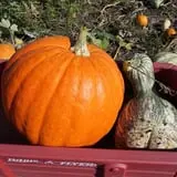 Tom and Zach's Pumpkin Patch photo