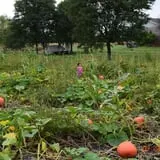 Tom and Zach's Pumpkin Patch photo