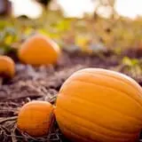 Tom and Zach's Pumpkin Patch photo