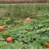 Tom and Zach's Pumpkin Patch photo