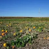 Tom and Zach's Pumpkin Patch photo