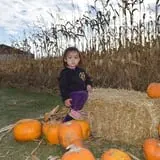 Tom and Zach's Pumpkin Patch photo