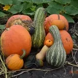 Tom and Zach's Pumpkin Patch photo