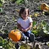 Tom and Zach's Pumpkin Patch photo
