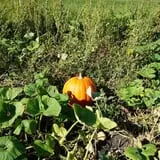 Tom and Zach's Pumpkin Patch photo