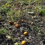 Tom and Zach's Pumpkin Patch photo