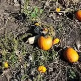 Tom and Zach's Pumpkin Patch photo