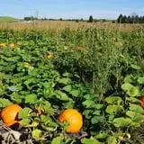 Tom and Zach's Pumpkin Patch photo