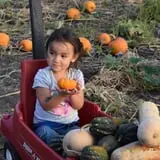 Tom and Zach's Pumpkin Patch photo