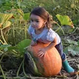 Tom and Zach's Pumpkin Patch photo