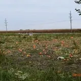 Tom and Zach's Pumpkin Patch photo