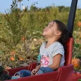 Tom and Zach's Pumpkin Patch photo