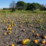 Tom and Zach's Pumpkin Patch photo