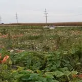 Tom and Zach's Pumpkin Patch photo