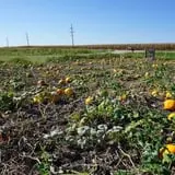 Tom and Zach's Pumpkin Patch photo