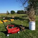 Tom and Zach's Pumpkin Patch photo