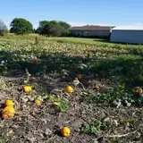 Tom and Zach's Pumpkin Patch photo