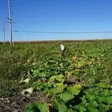 Tom and Zach's Pumpkin Patch photo