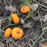 Tom and Zach's Pumpkin Patch photo