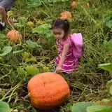 Tom and Zach's Pumpkin Patch photo