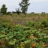 Tom and Zach's Pumpkin Patch photo