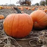 Pregitzer Farm Market photo