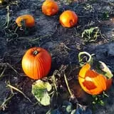 Pregitzer Farm Market photo