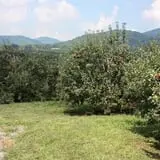 Coston Farm and Apple House photo