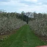 Coston Farm and Apple House photo