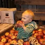 Coston Farm and Apple House photo