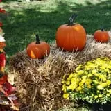 Coston Farm and Apple House photo