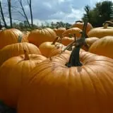 Peach Ridge Farms photo