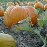 Peach Ridge Farms photo