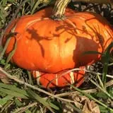 Peach Ridge Farms photo