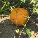 Peach Ridge Farms photo