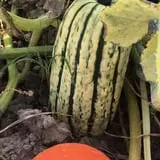 Peach Ridge Farms photo