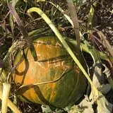 Peach Ridge Farms photo