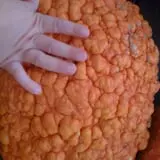 Peach Ridge Farms photo