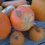 Peach Ridge Farms photo