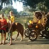 Pumpkins & Ponies Festival photo
