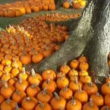 Pumpkins & Ponies Festival photo