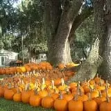 Pumpkins & Ponies Festival photo